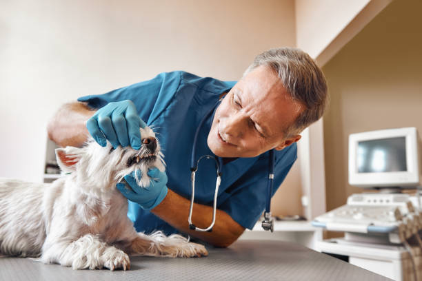 Best Emergency Denture Repair in Princeton, MO